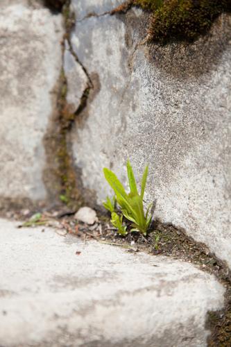 Pieni vihreä kasvin kivien välillä.